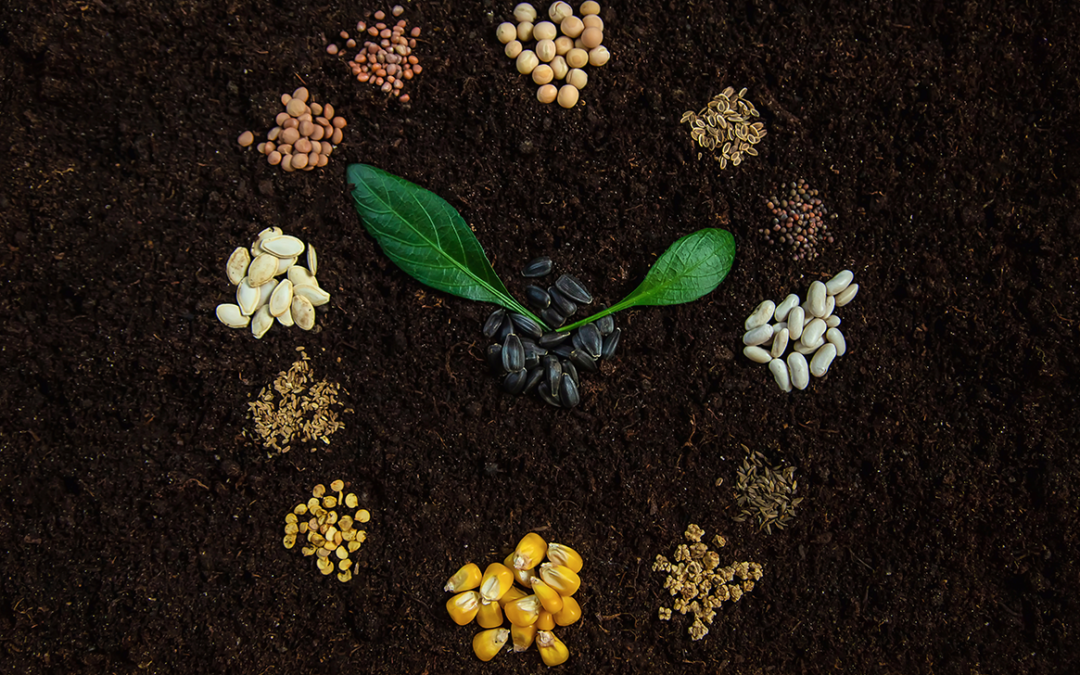 que-sembrar-en-junio