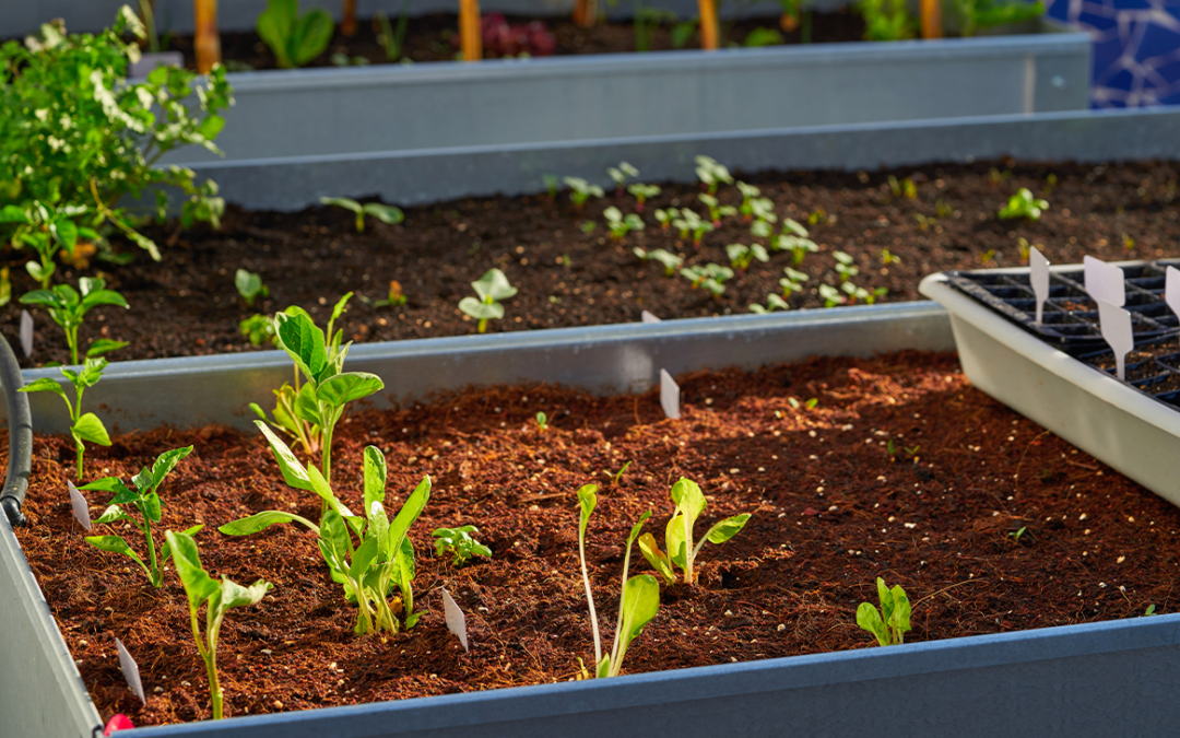 que sembrar en julio