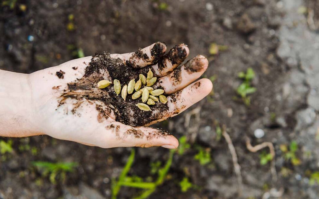 que sembrar en agosto