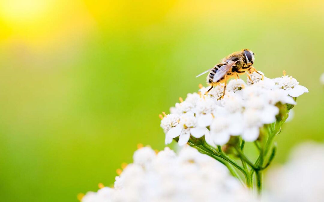 Dia Mundial de las abejas