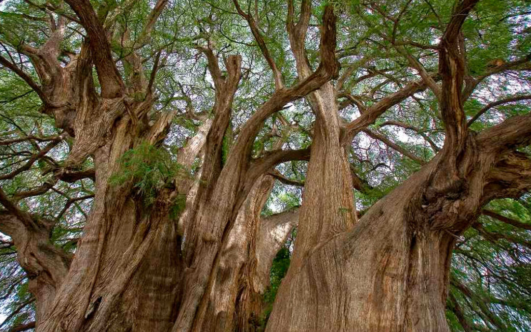 Dia Mundial del Arbol