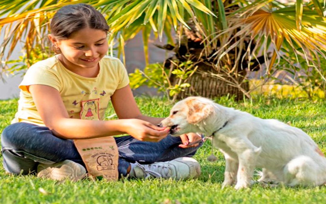 Alimento Holistico para Perros
